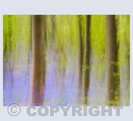 Beech wood with purple