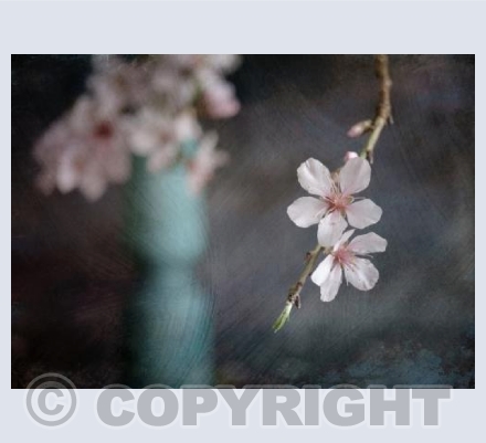 Blossom in a vase