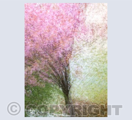 Pink BlossomTree