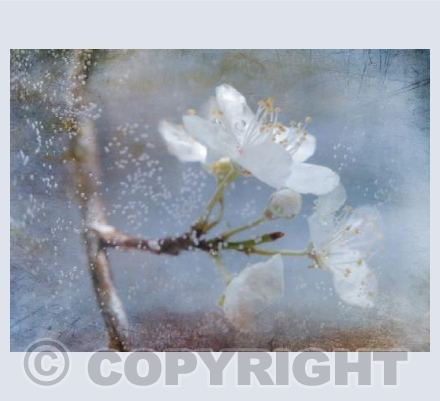 Sparkling Blossom