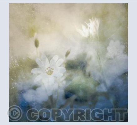 Woodland Flowers