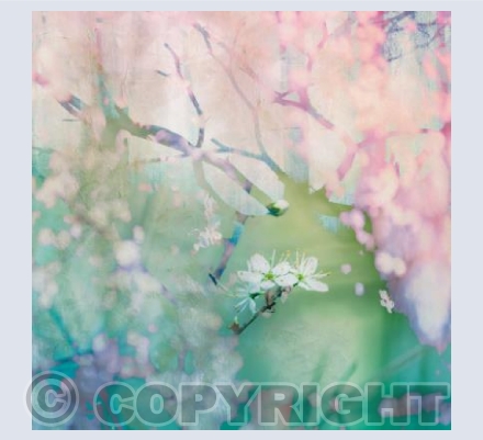 Blossom Flowers