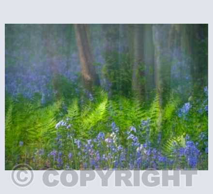 Bluebells and Ferns