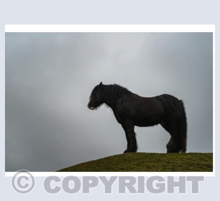 Shire horse on Eggardon Hill