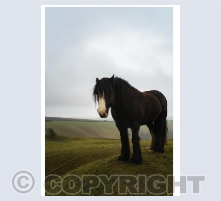 Shire horse on Eggardon Hill