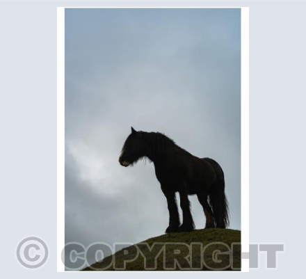 Shire horse on Eggardon Hill