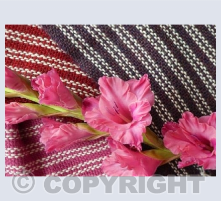 Three  Alpaca scarves
