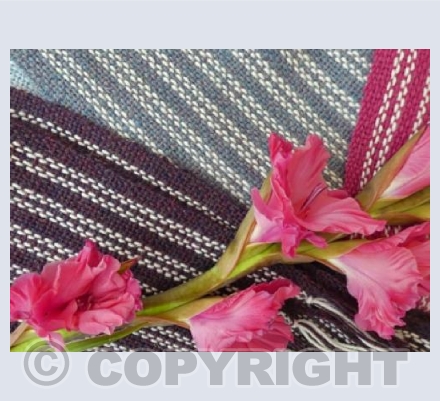 3 handwoven Alpaca 2