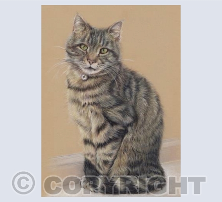 Toby - Tabby Cat