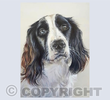 Anya - English Springer Spaniel
