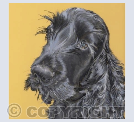 Peggy - Cocker Spaniel