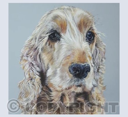 Milly - Golden English Cocker Spaniel