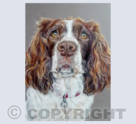 Willow, English Springer Spaniel