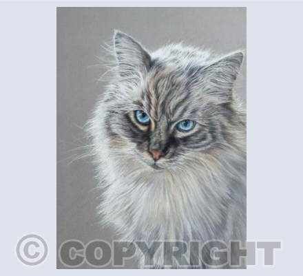 Louis, Ragdoll Cat
