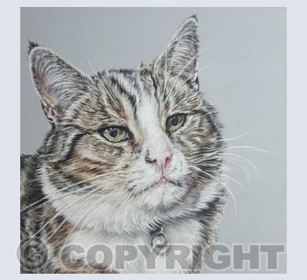 Poirot, Tabby Cat