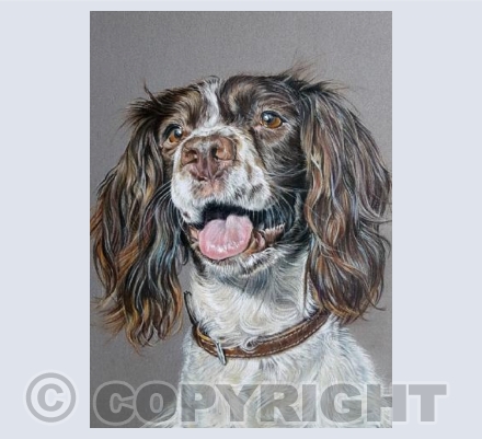 Bonnie - English Springer Spaniel