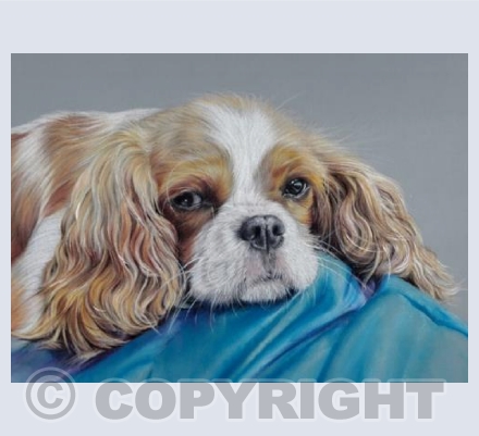 Jasmine - Cavalier King Charles Spaniel