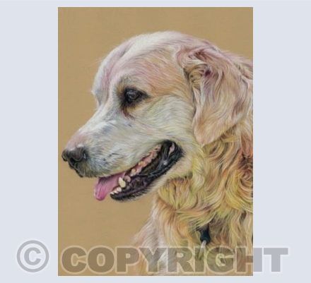 Max - Golden Retriever