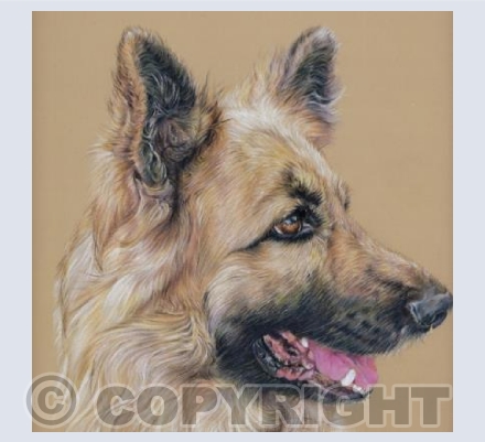 Duke - Long Haired Sable German Shepherd