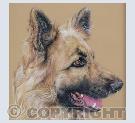 Duke - Long Haired Sable German Shepherd