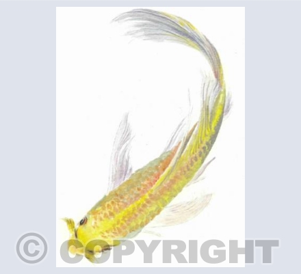 Yellow Koi Carp