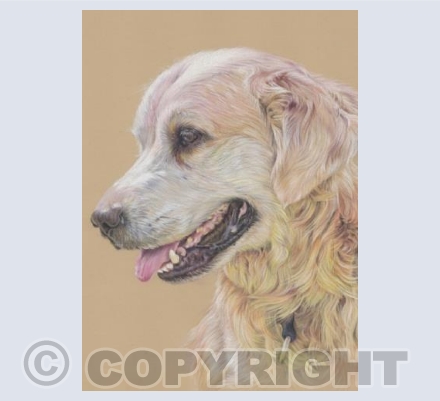 Max - Golden Retriever
