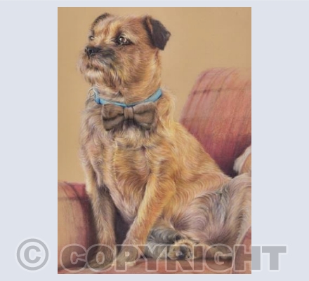 Murphy Border Terrier