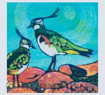 Peewits and Pebbles