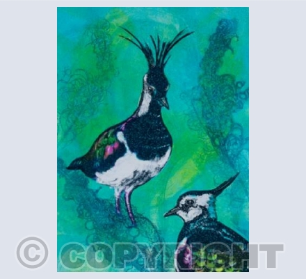Lapwing Duo