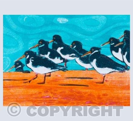 A Parcel of Oystercatchers