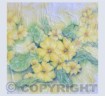 Primroses