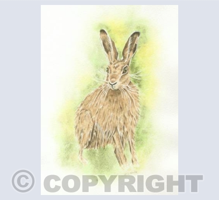 Good Luck Hare