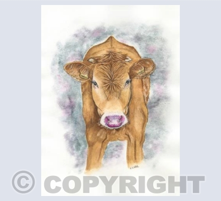 Curious Cow