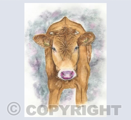 Serene Cow