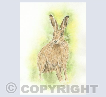 Hare - Good luck Hare