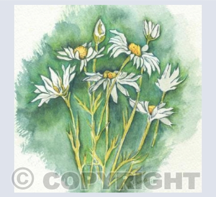 Summer Daisies