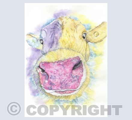 Glastonbury Cow