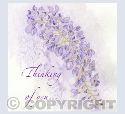 Wisteria