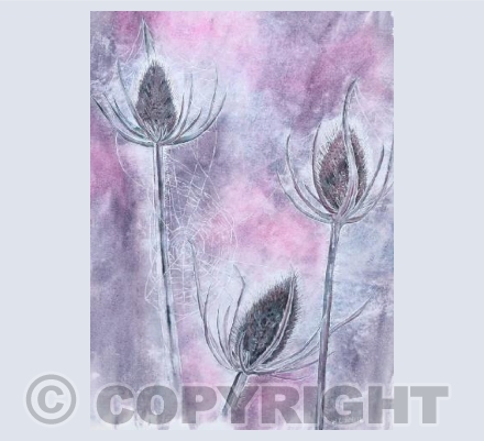 Teasels at Dawn