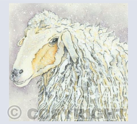 Sheep - Yes it's cold!