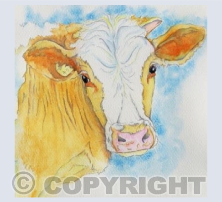 Moo Moo