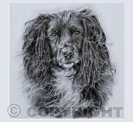 Poppy Greetings Card