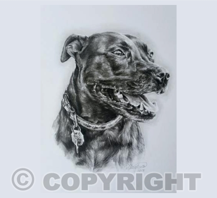 Gypsy Greetings Card