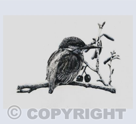 Kingfisher Greetings Card