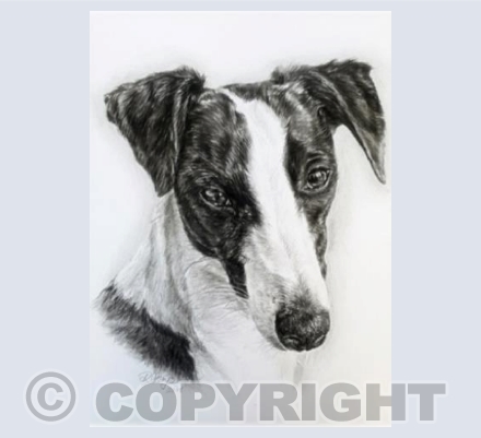 Bryony Greetings Card
