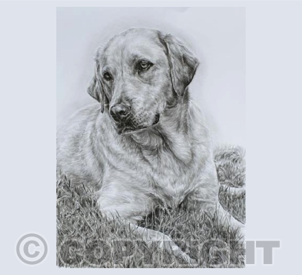 Yellow Labrador Greeting Card