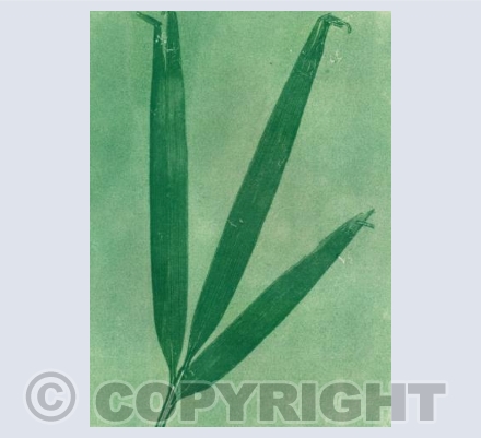 Bamboo Leaf Mono Print