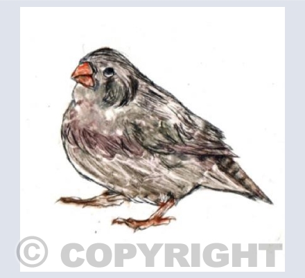 Finch Dry Point Colour