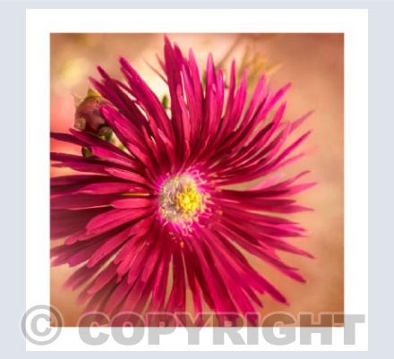 Lovely Lampranthus