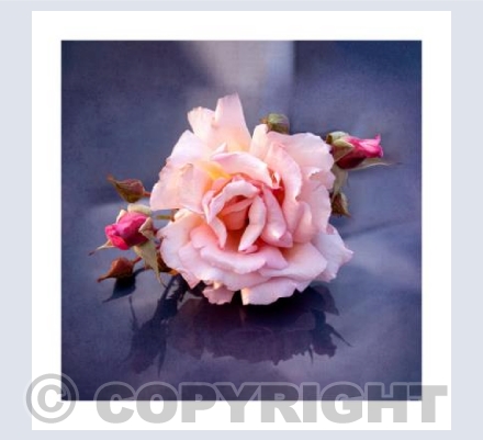 Simply a Rose